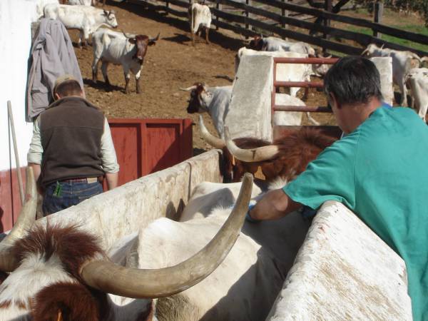 La Junta respalda la ejecución de programas de sanidad animal con 4,6 millones en ayudas