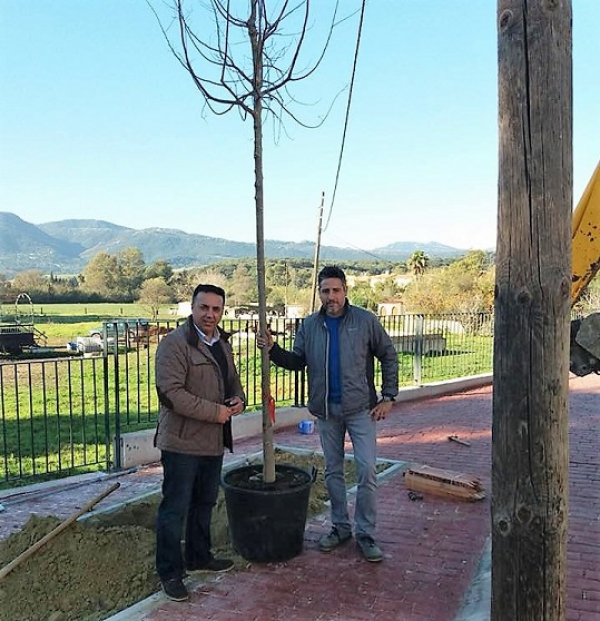 Parques y Jardines continúa con la campaña de plantación de árboles en alcorques vacíos con 45 nuevos ejemplares en el municipio