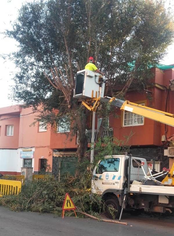 Acometidos trabajos de poda de grandes árboles en la calle Pedreras de La Línea para evitar problemas con las nuevas luminarias