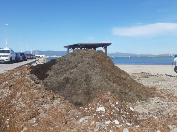 Playas retira 20 toneladas de algas acumuladas en el litoral de Poniente