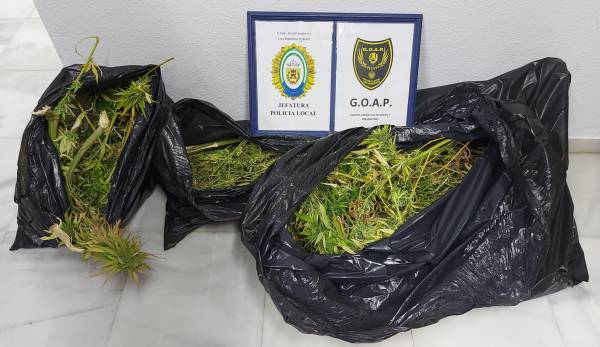 La Policía Local de Los Barrios incauta ocho plantas de marihuana en una vivienda de Palmones
