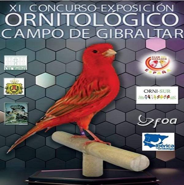 Comienza el XI Concurso-Exposición Ornitológico Campo de Gibraltar en el pabellón de Los Cortijillos