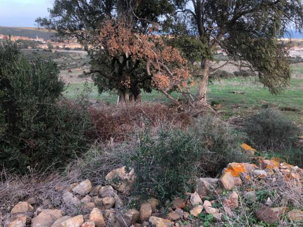 Verdemar Ecologistas en Acción alerta la aparición de la seca en Alcornoques de La Línea