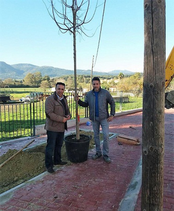 Obras y Servicios realiza una nueva plantación de árboles en Los Barrios