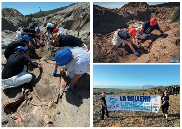 El proyecto de exhumación del Rorcual Común en La Línea de la Concepción, objeto de un amplio reportaje en una publicación especializada de ámbito internacional