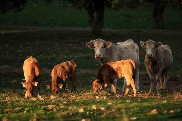 78 Agrupaciones de Defensa Sanitaria Ganadera velan por el bienestar de los animales en Andalucía