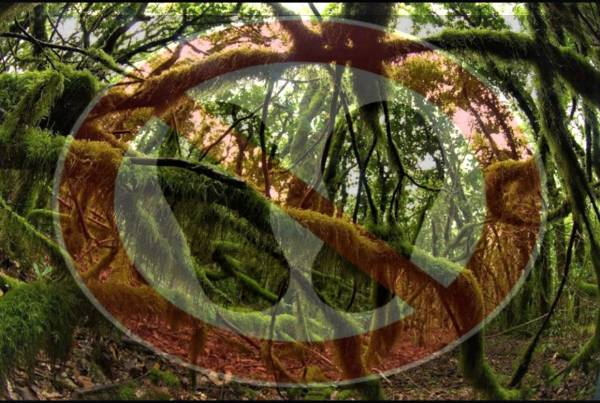Verdes de Europa-Tarifa denuncia que la “Euroafrica Trail” sigue haciendo historia dañando un año más ( siete años) el Parque natural de los Alcornocales