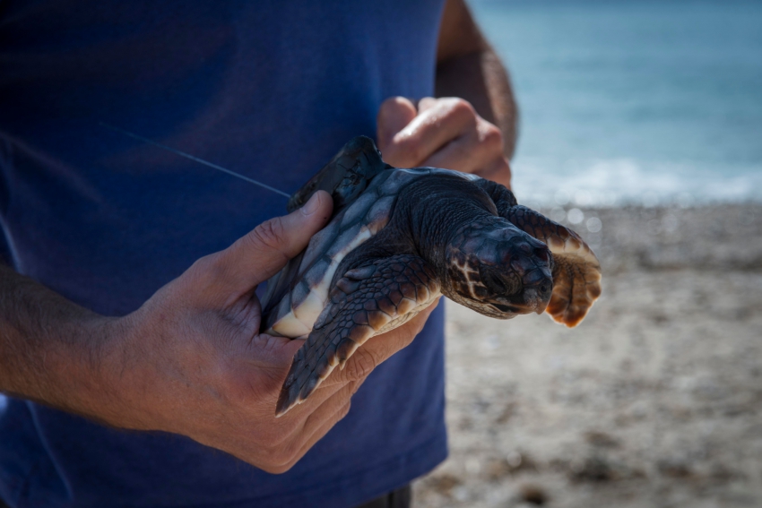 2018 ha sido el año de menos varamientos de tortugas marinas en las costas andaluzas
