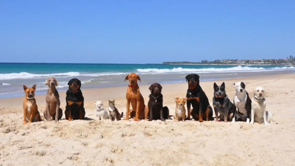 Javier Ortega consigue el apoyo de Verdemar y el respaldo de mas de 900 firmas en su campaña de mascotas en las playas