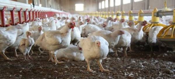 Nuevo foco de gripe aviar ubicado en la zona de restricción de un caso anterior en la provincia de Sevilla
