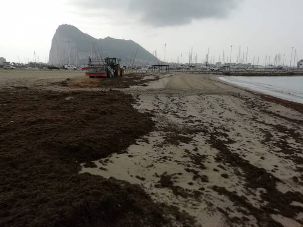 Playas acomete la limpieza de la playa de Poniente de La Línea ante una nueva invasión del alga asiática a consecuencia del temporal