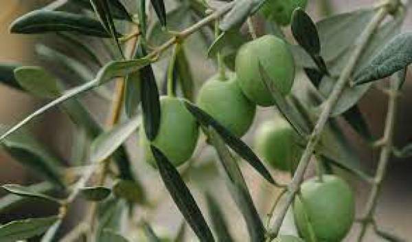 La Junta celebra la suspensión durante 5 años de los aranceles de EEUU a productos andaluces como el aceite de oliva y la aceituna de mesa