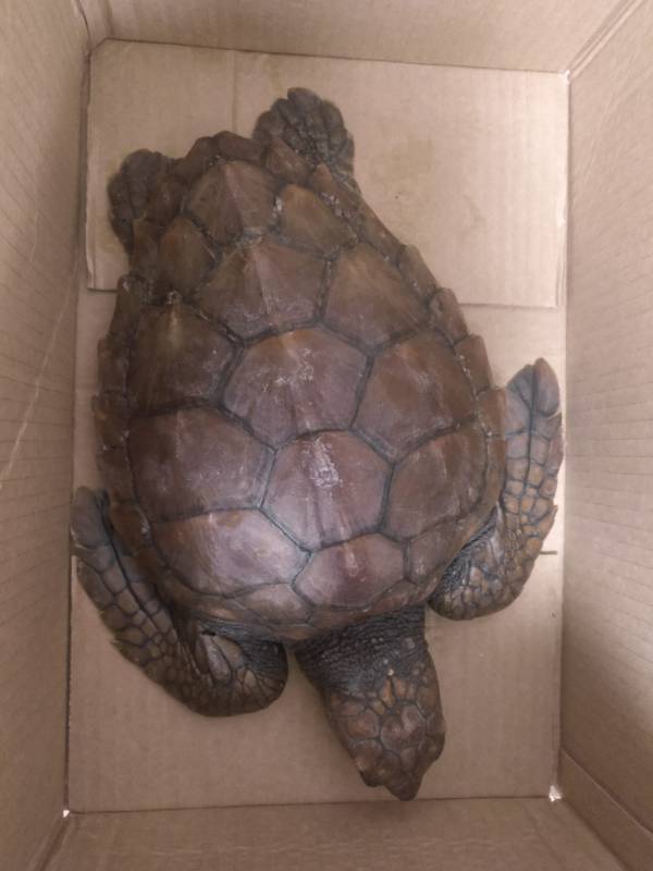 La delegación de Playas de La Línea rescata una tortuga boba varada en Torrenueva