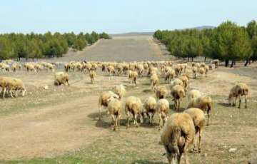 La Junta pide que Europa permita pastar al ganado en las superficies de barbecho correspondientes al pago verde de la PAC
